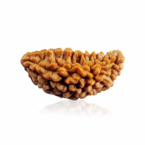/storage/app/public/photos/41/1 mukhi.png